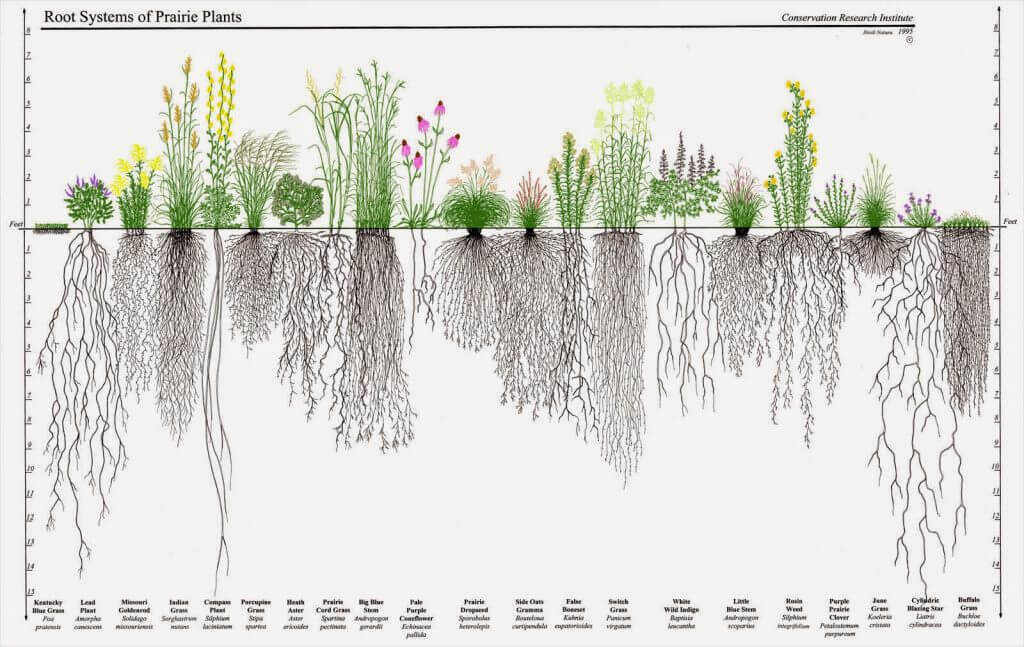 roots