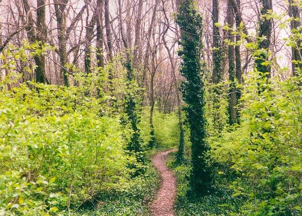 wooded path