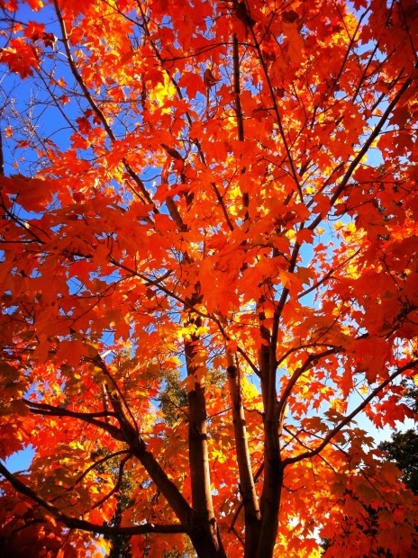 fall leaves