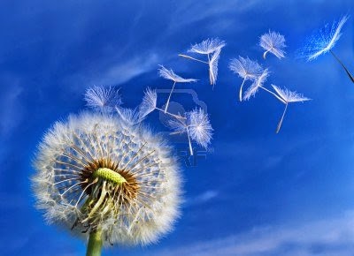 blowing seeds