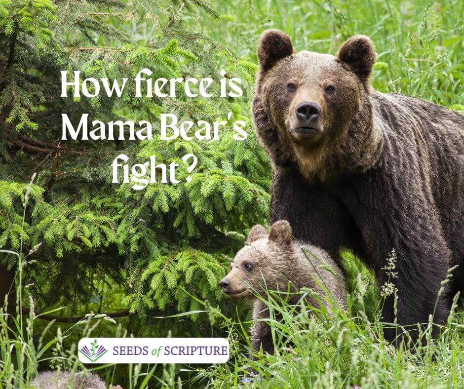 Mama Bear protects cub